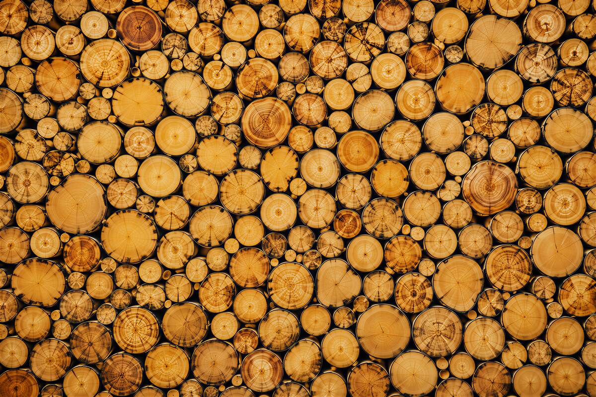 Fotobehang natuurlijke houten plakken in beige voor eco interieurs