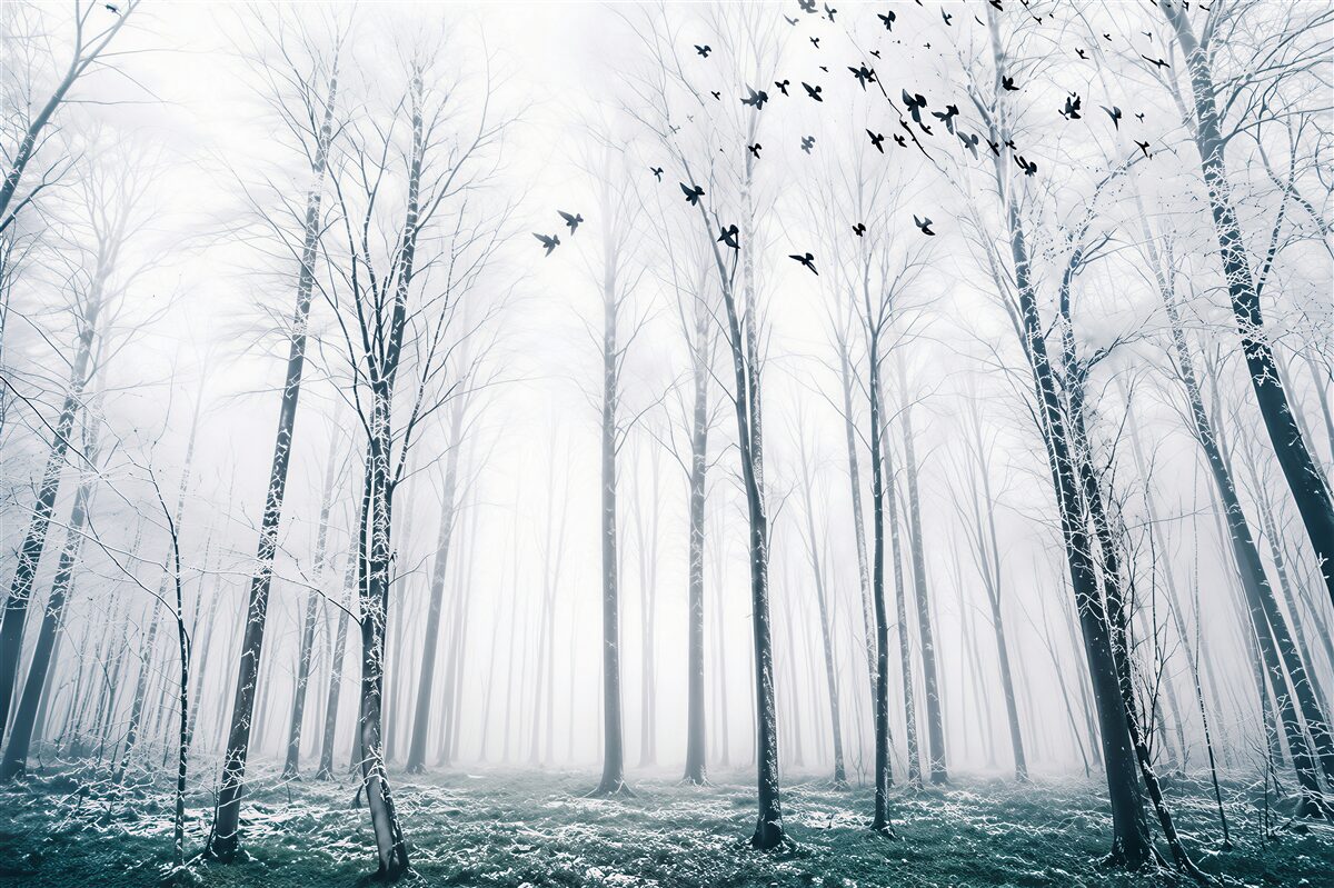 Fotobehang winterbos in de mist met vogels in heldere pastelkleuren