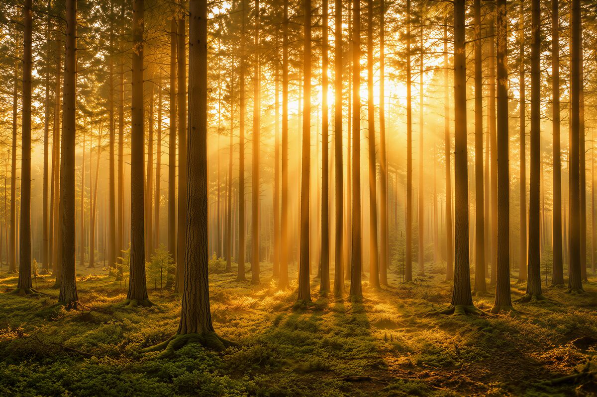Fotobehang dennenbos in de mist met gouden licht rustige natuur