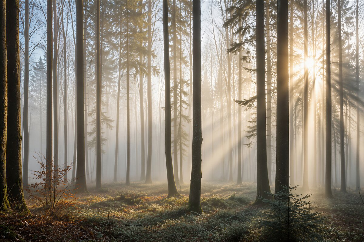 Fotobehang zonnestralen snijden door de mist in het bos