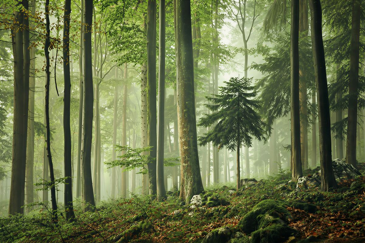 Fotobehang licht in de mist van het loofbos