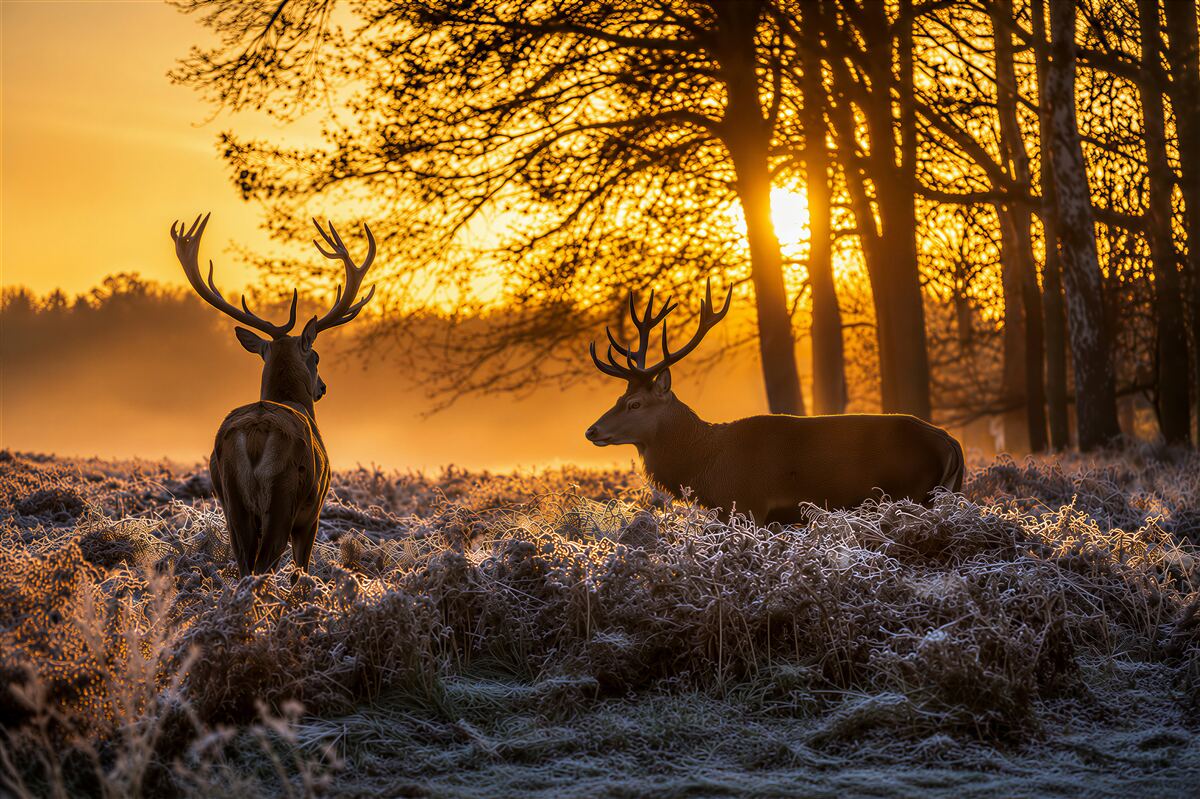 Fotobehang volwassen hert ziet de zonsondergang