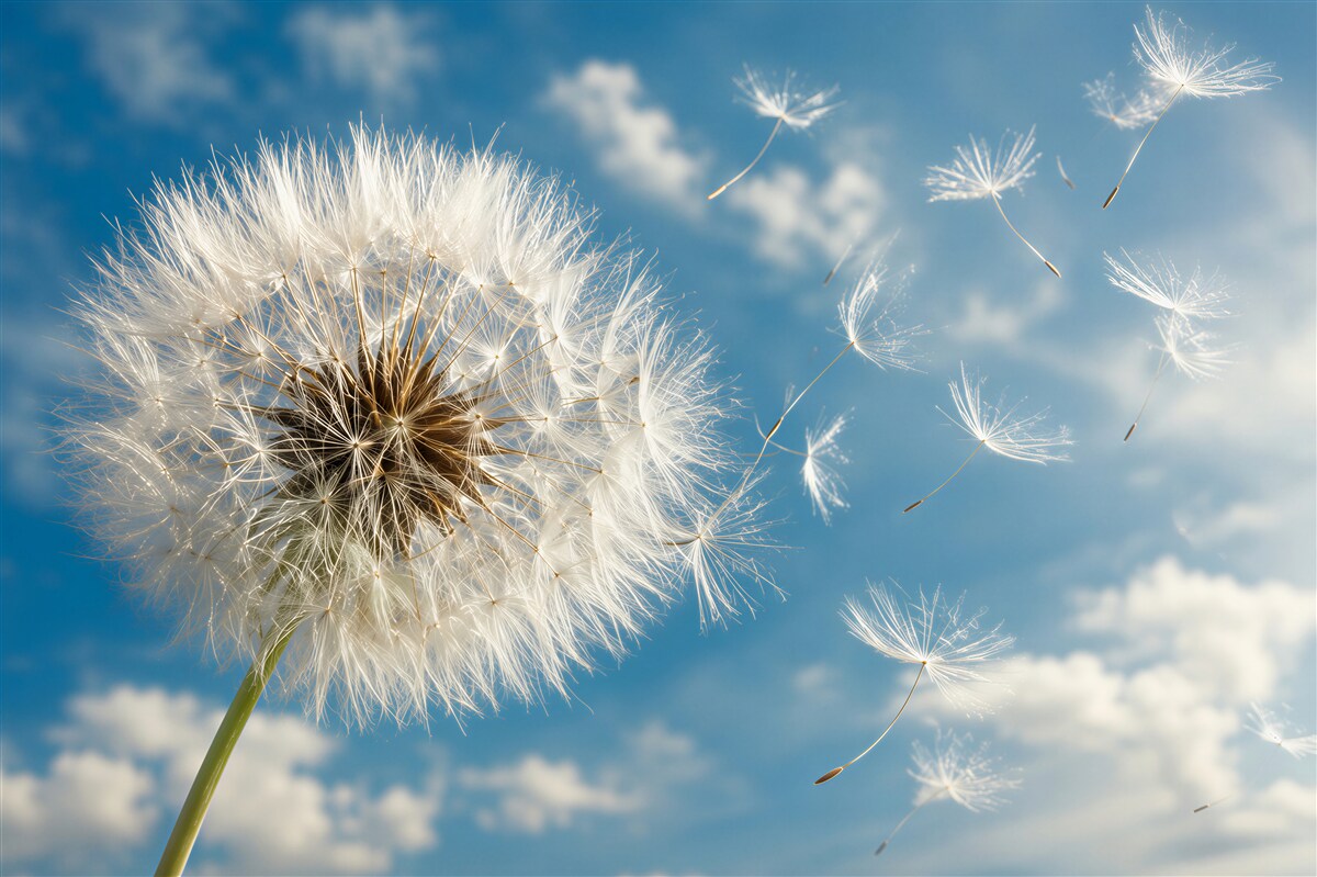 Fotobehang paardenbloem in de wind