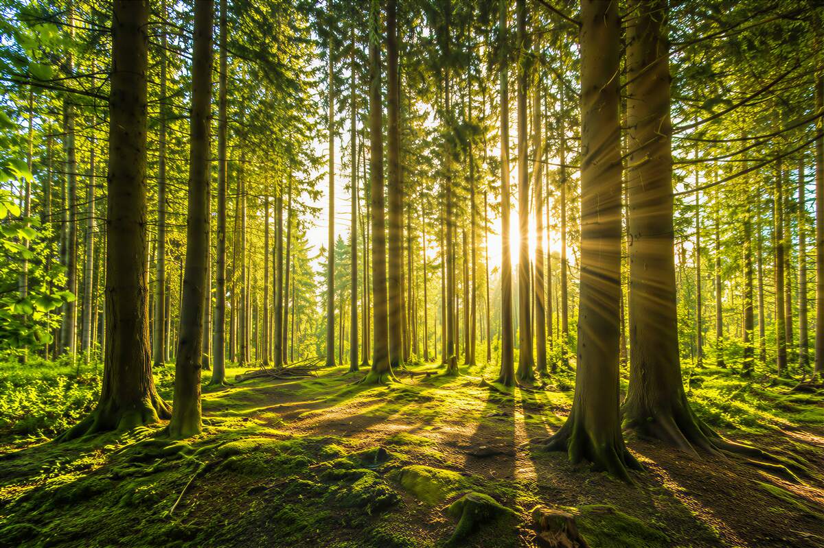 Fotobehang zonnestralen tussen slanke bomen