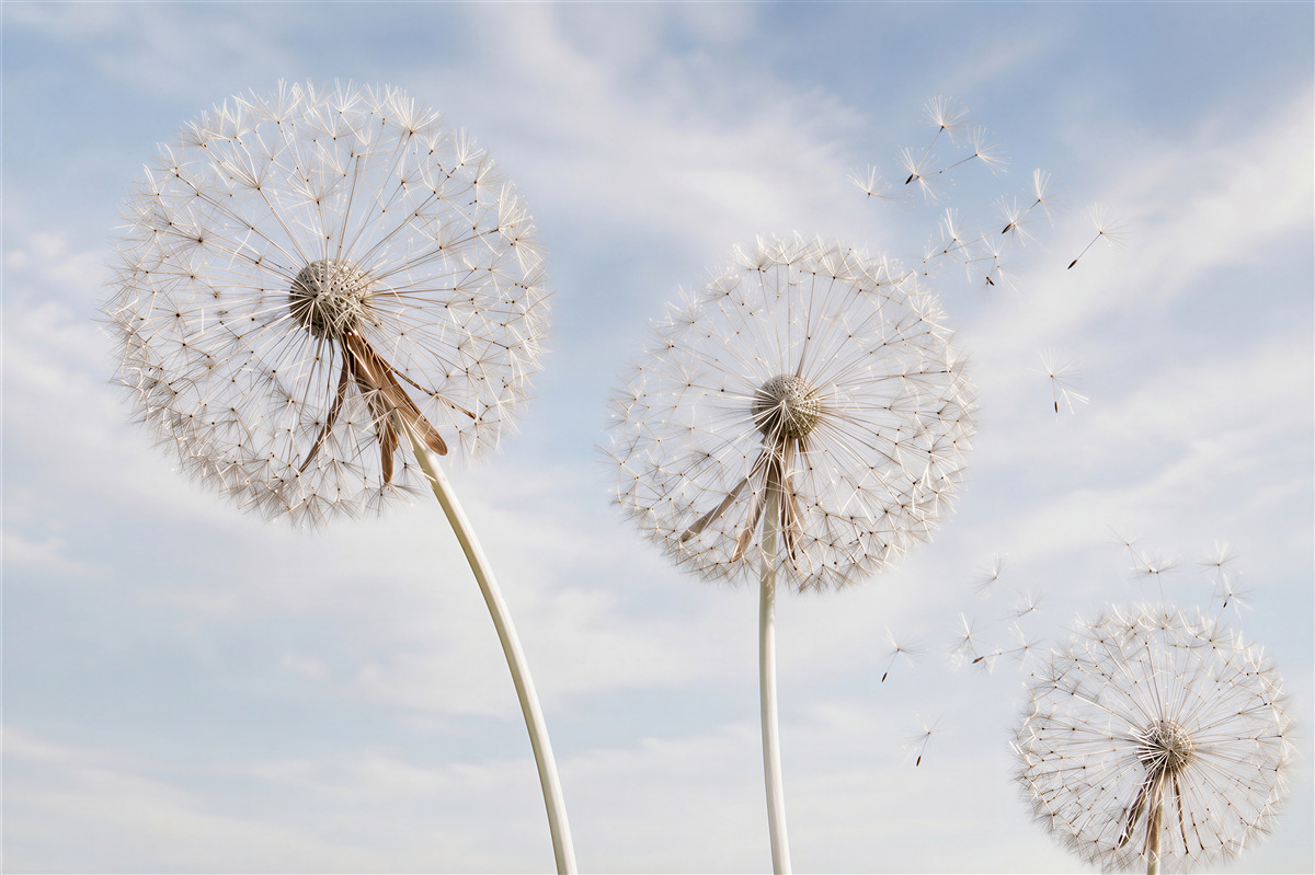 Fotobehang paardenbloem die in de wind waait