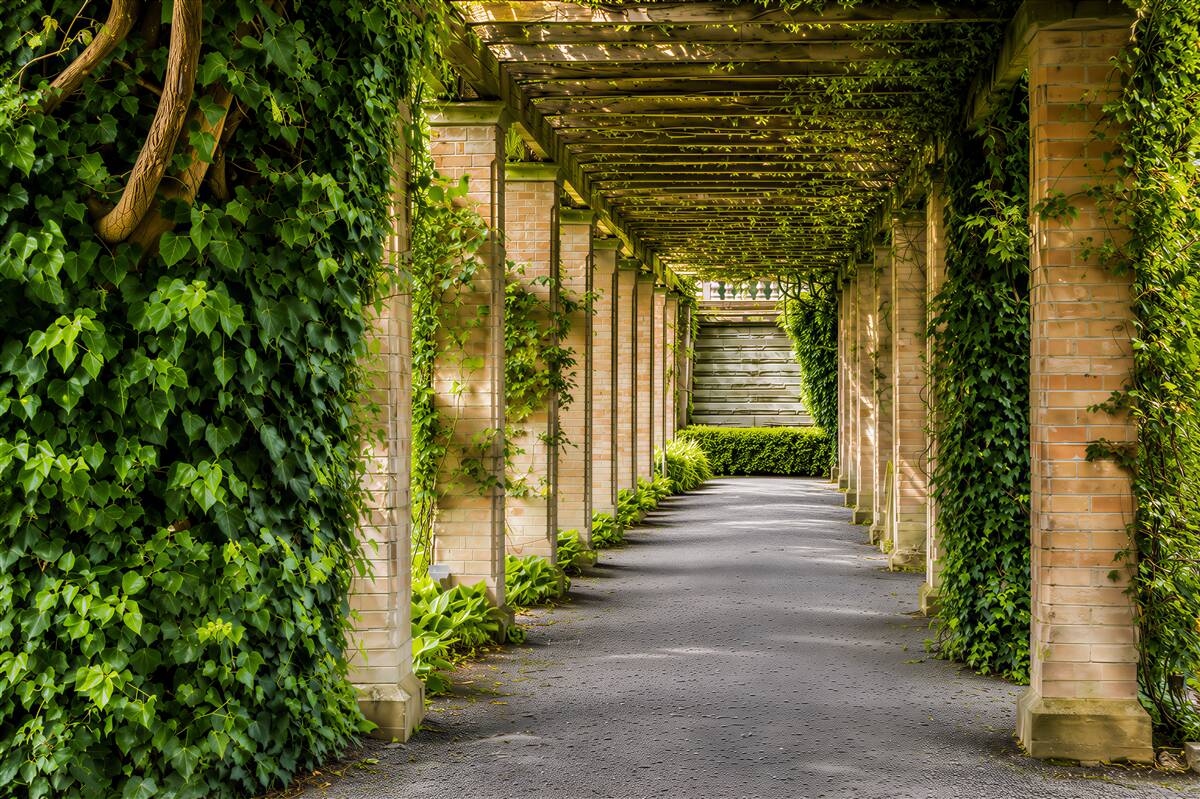Fotobehang mooie bruine tunnel tussen groene planten