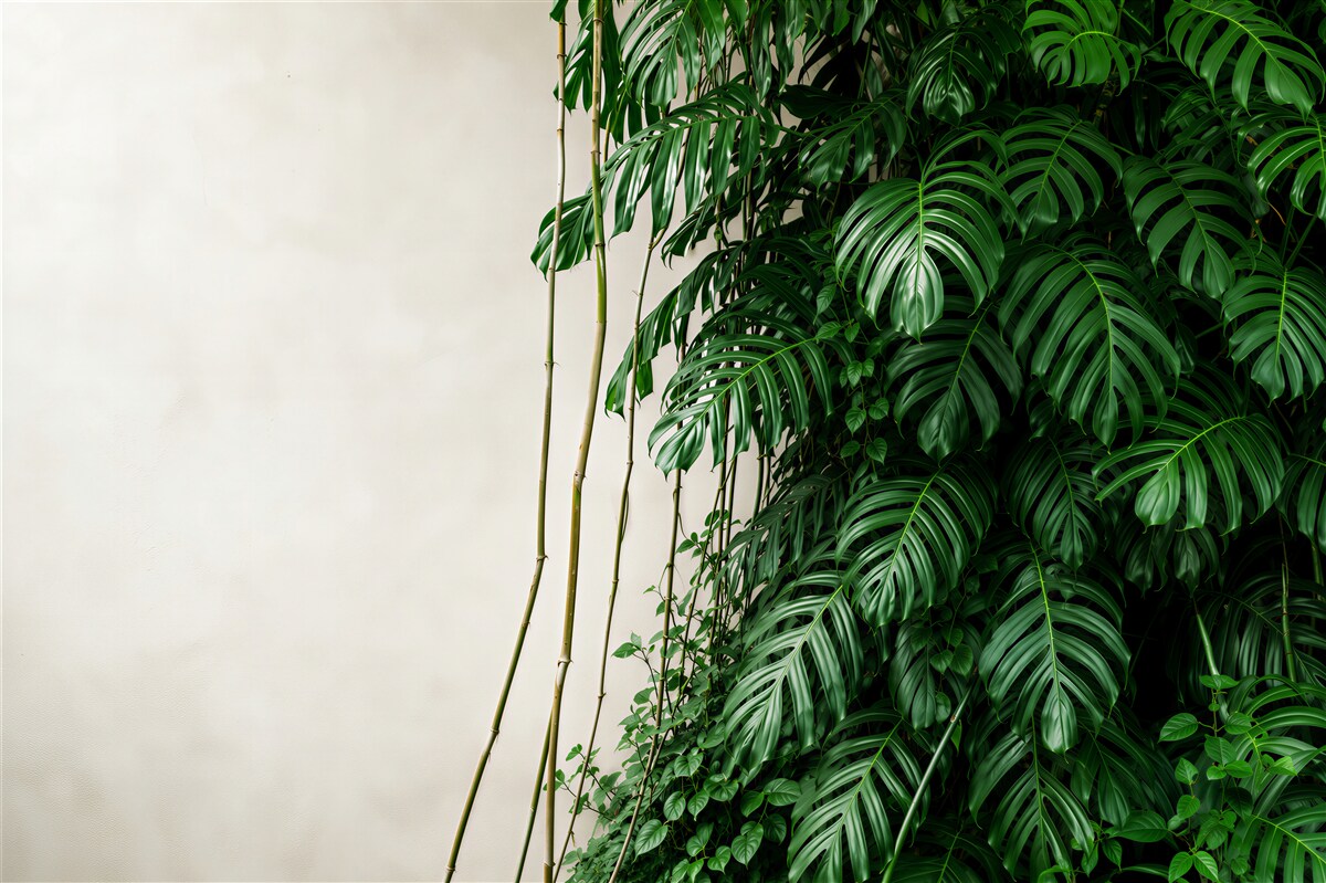 Fotobehang dichte bladeren van groene monstera
