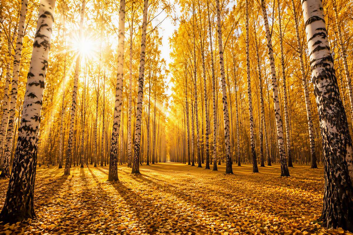 Fotobehang heldere zonsopgang in het herfstbos