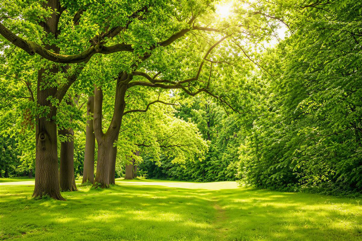 Fotobehang helder zomers boslandschap