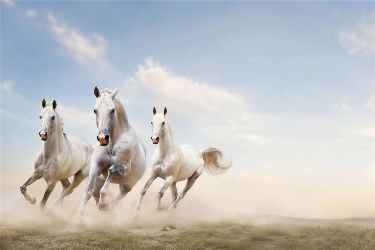 Fotobehang Witte paarden in het stof