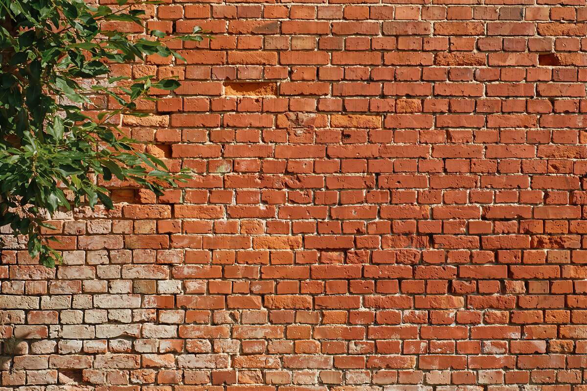 Fotobehang tak van een boom naast een bakstenen muur