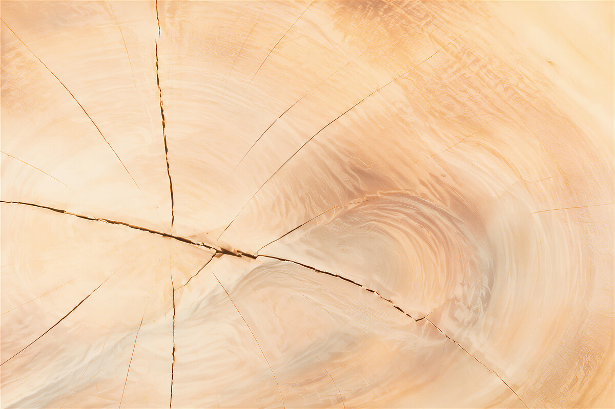 Fotobehang jaarringen van een boom in een blokhut
