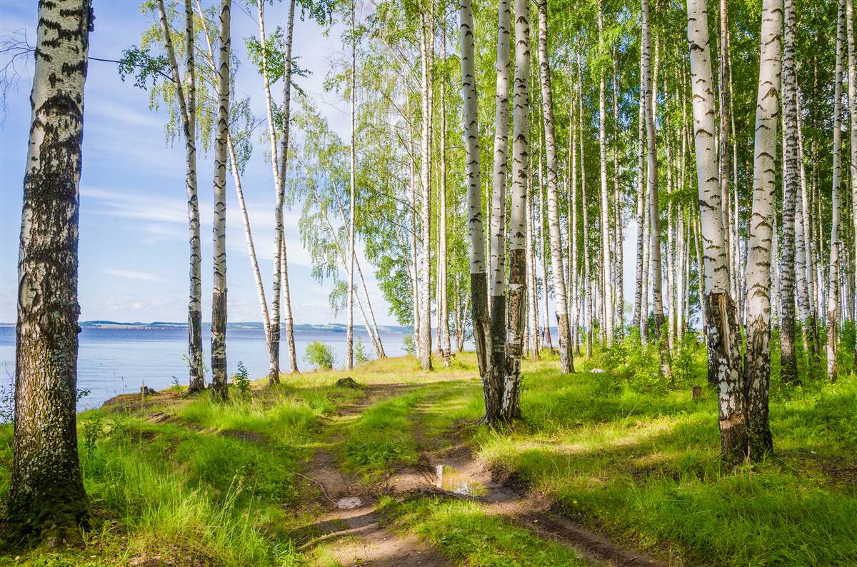 Fotobehang groene berkenweide bij het meer