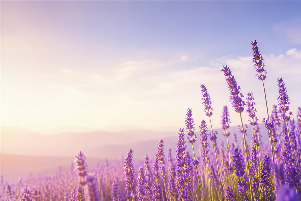 Fotobehang paarse lavendel op een blauwe lucht