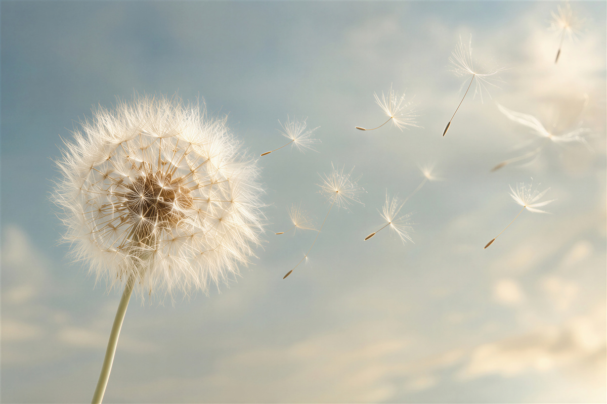 Fotobehang luchtfoto van paardenbloem bloemen