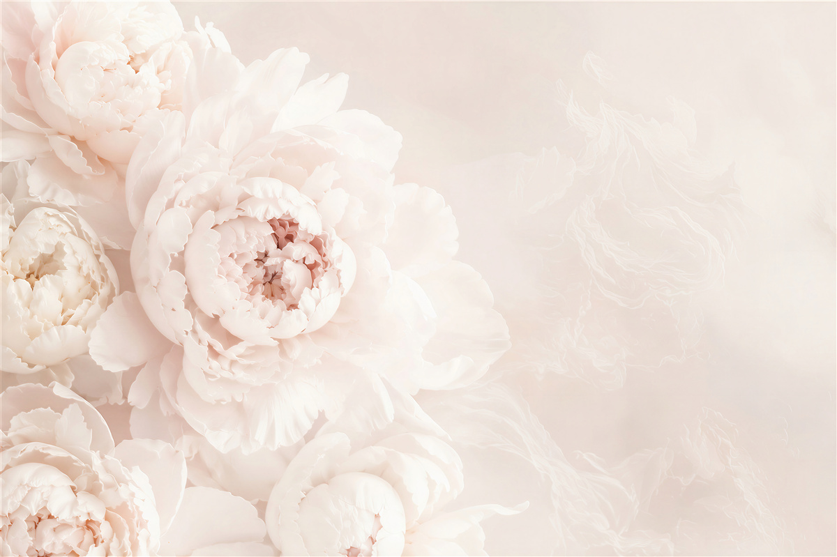 Fotobehang mooie delicate pastelkleurige pioenroos