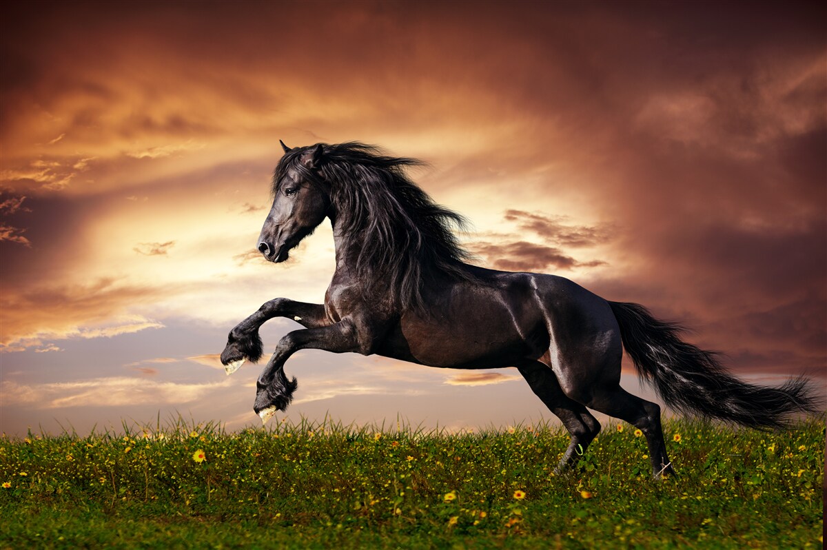 Fotobehang sterke paard springt door het gras