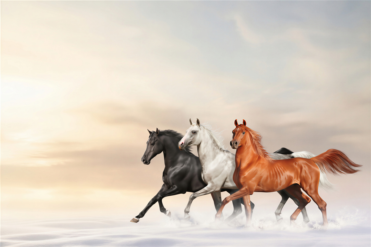 Fotobehang drie paarden galopperend over de sneeuw