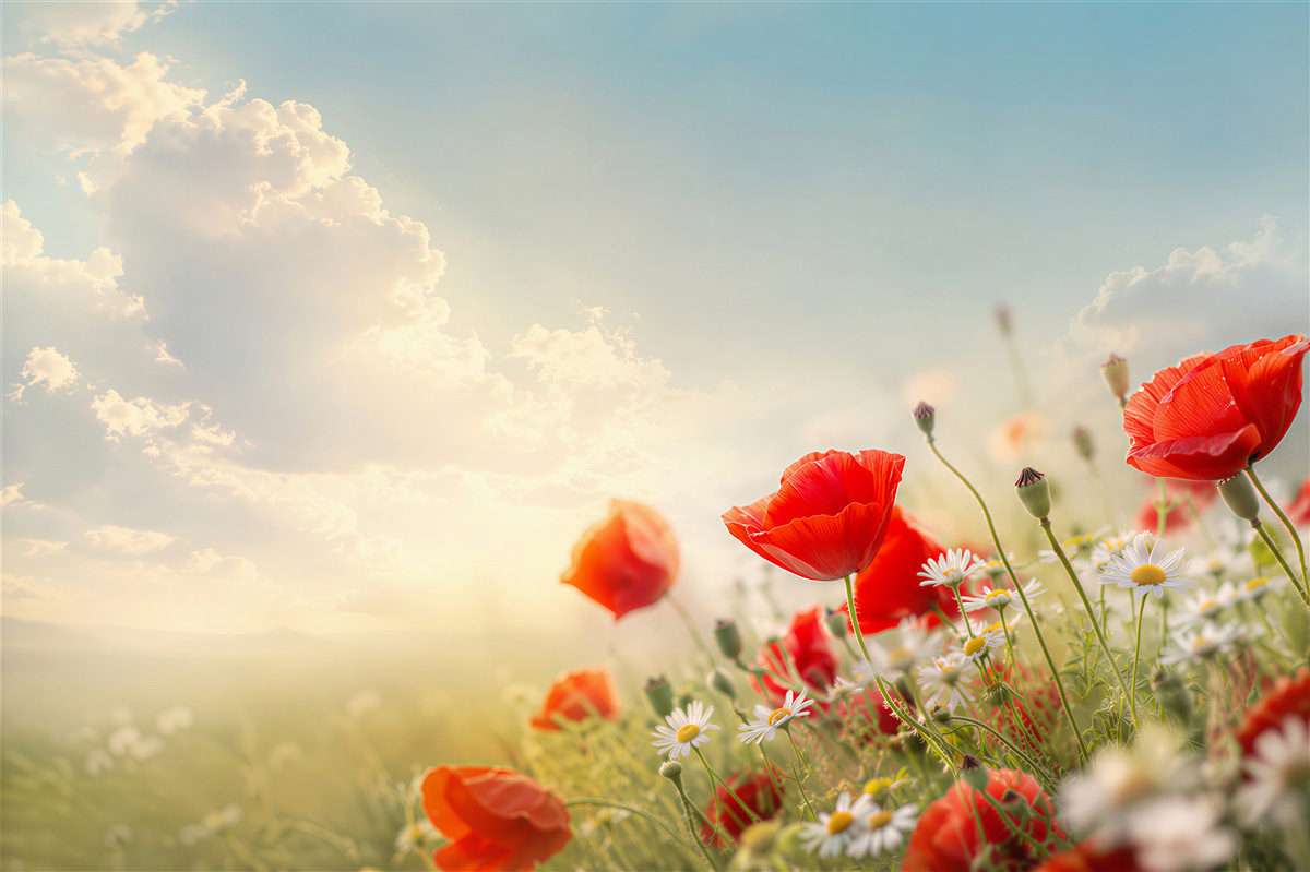 Fotobehang lichte wilde bloemen met klaprozen