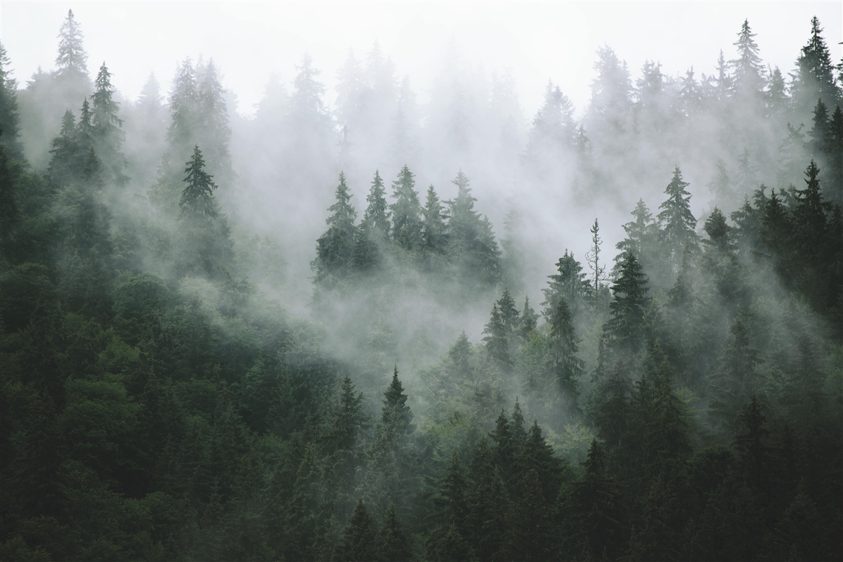 Fotobehang rand van naaldbomen in de mist