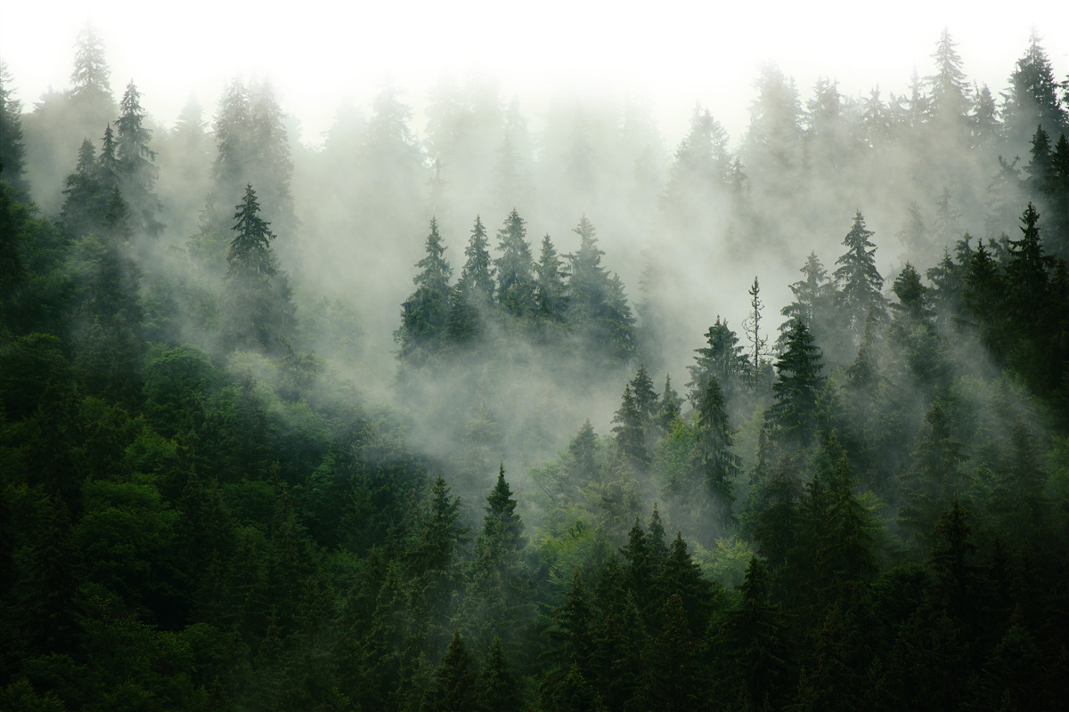 Fotobehang mist in naaldbomen