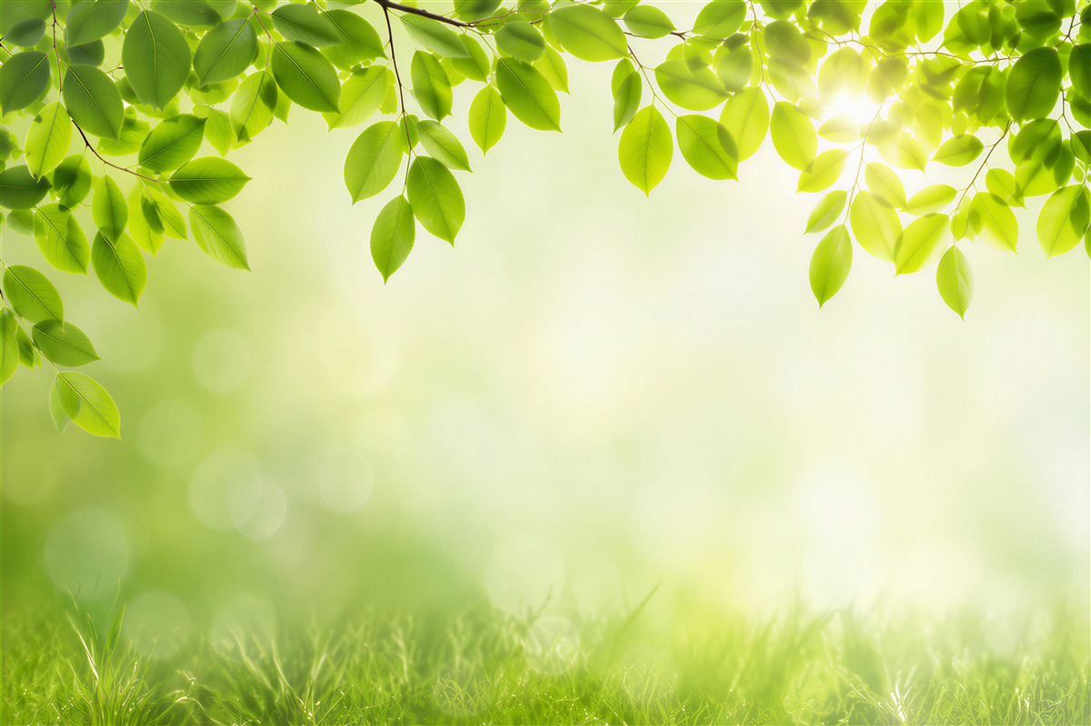Fotobehang stralende zon en groene bladeren met druppels
