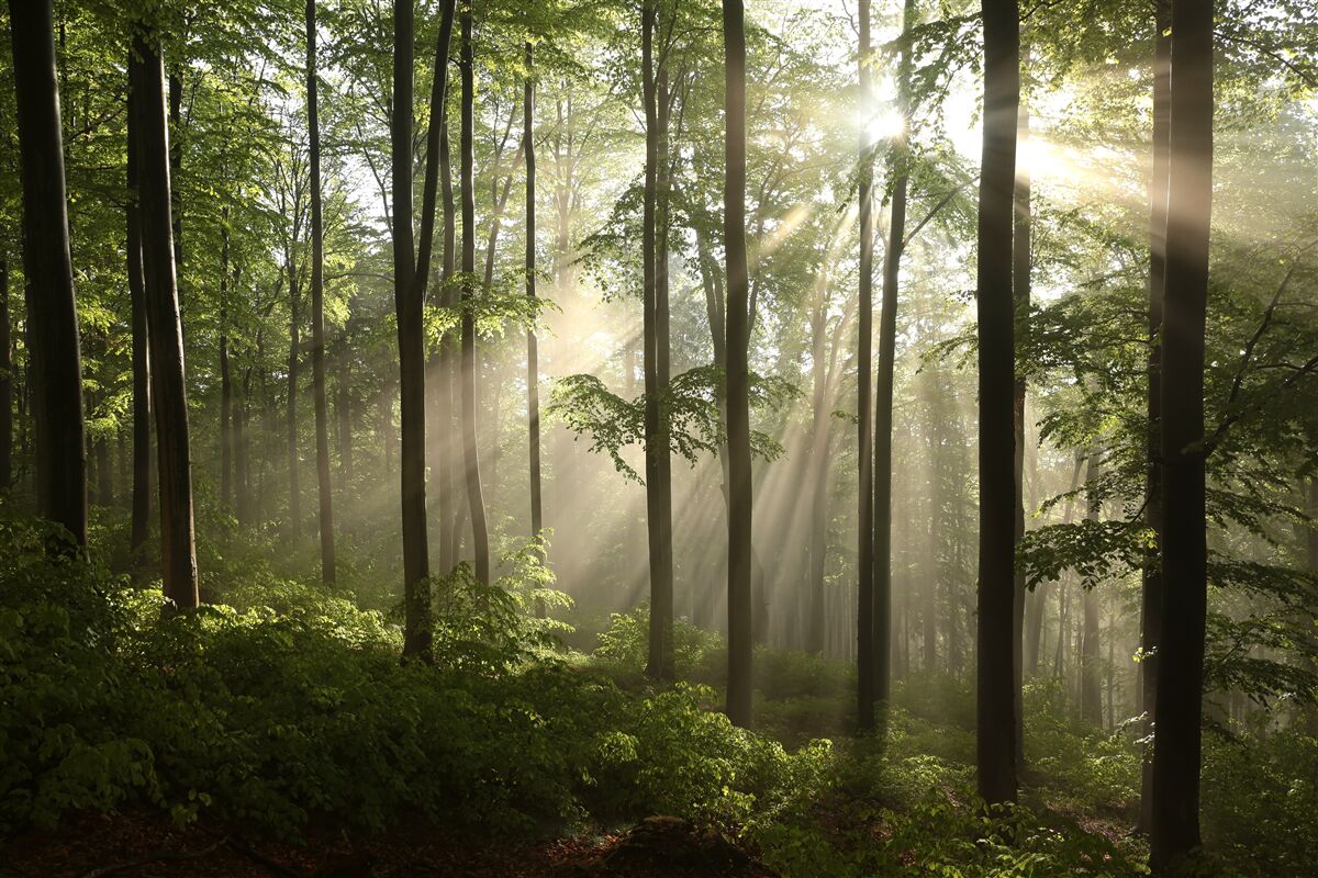 Fotobehang zonnestralen die door de bosnevel breken