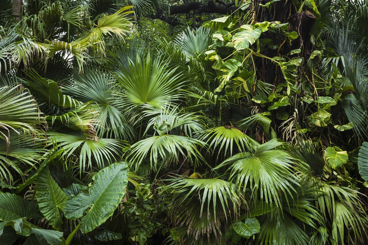 Fotobehang rijkdom aan groene planten in de tropen