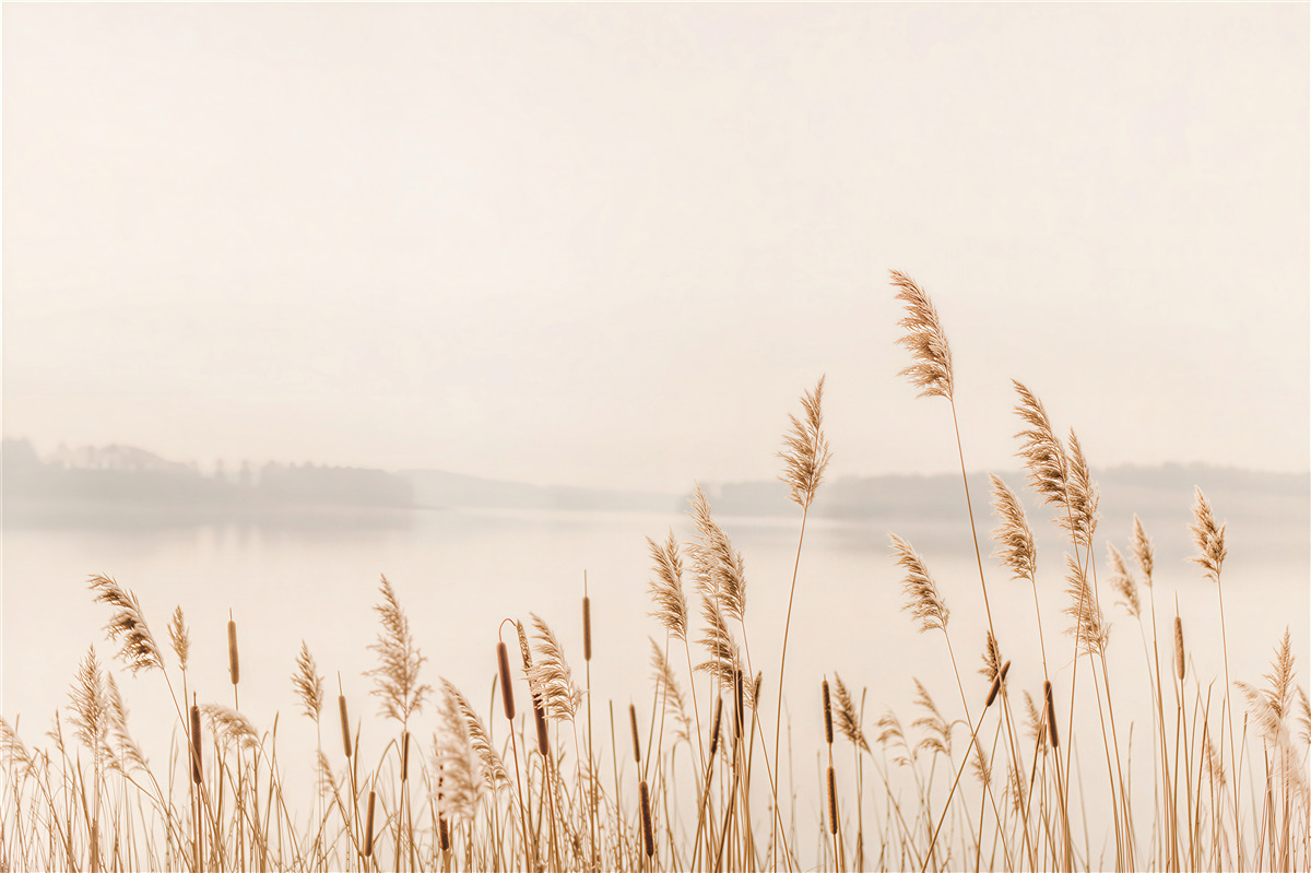 Fotobehang herfst riet in de mist