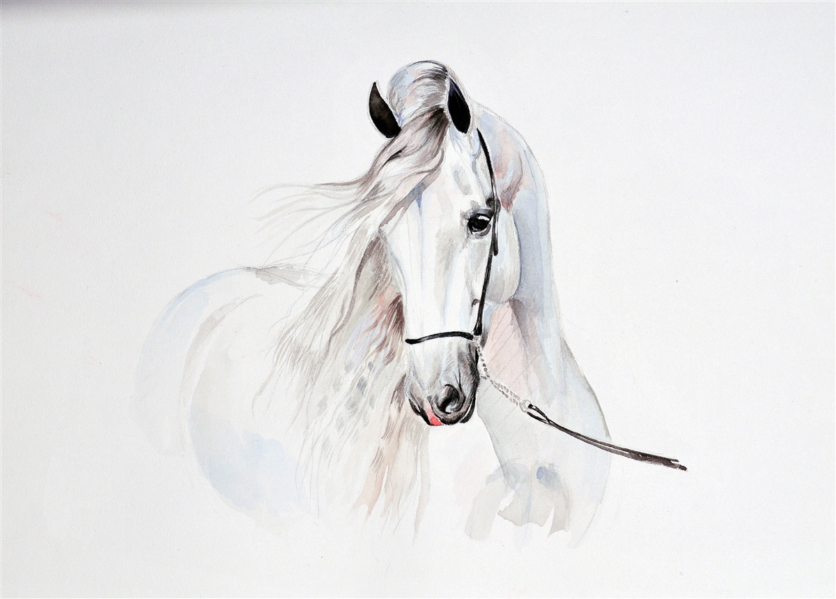 Fotobehang wit paard in tuig