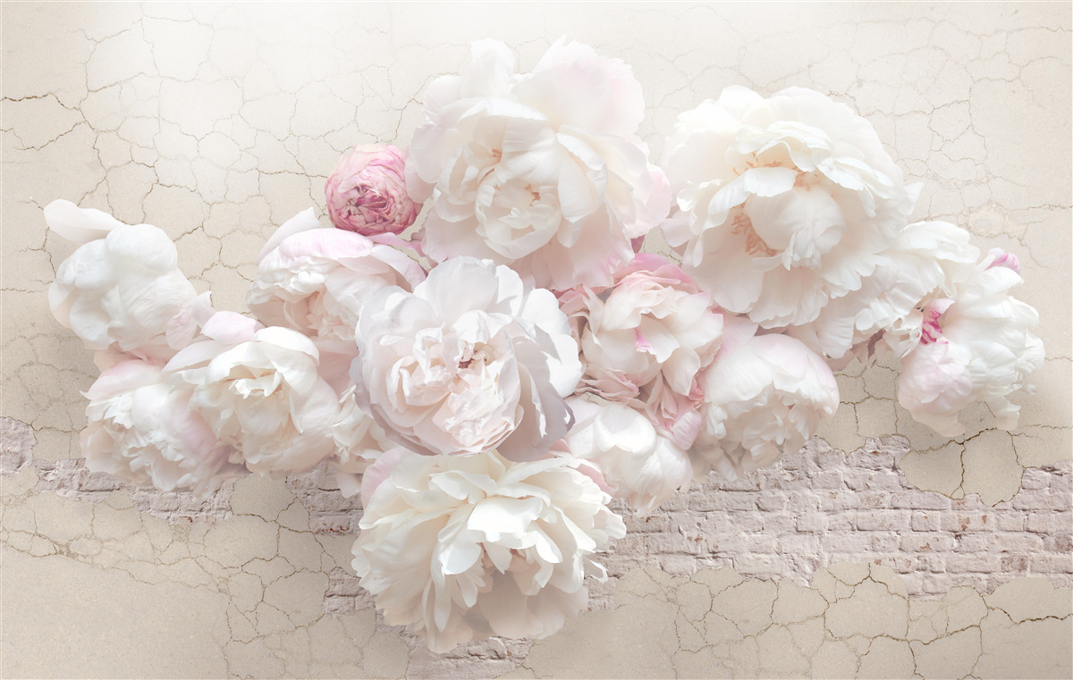Fotobehang delicate witte en roze pioenrozen