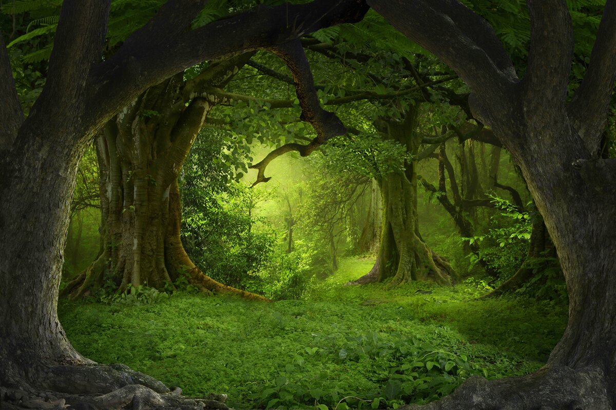 Fotobehang betoverd bos