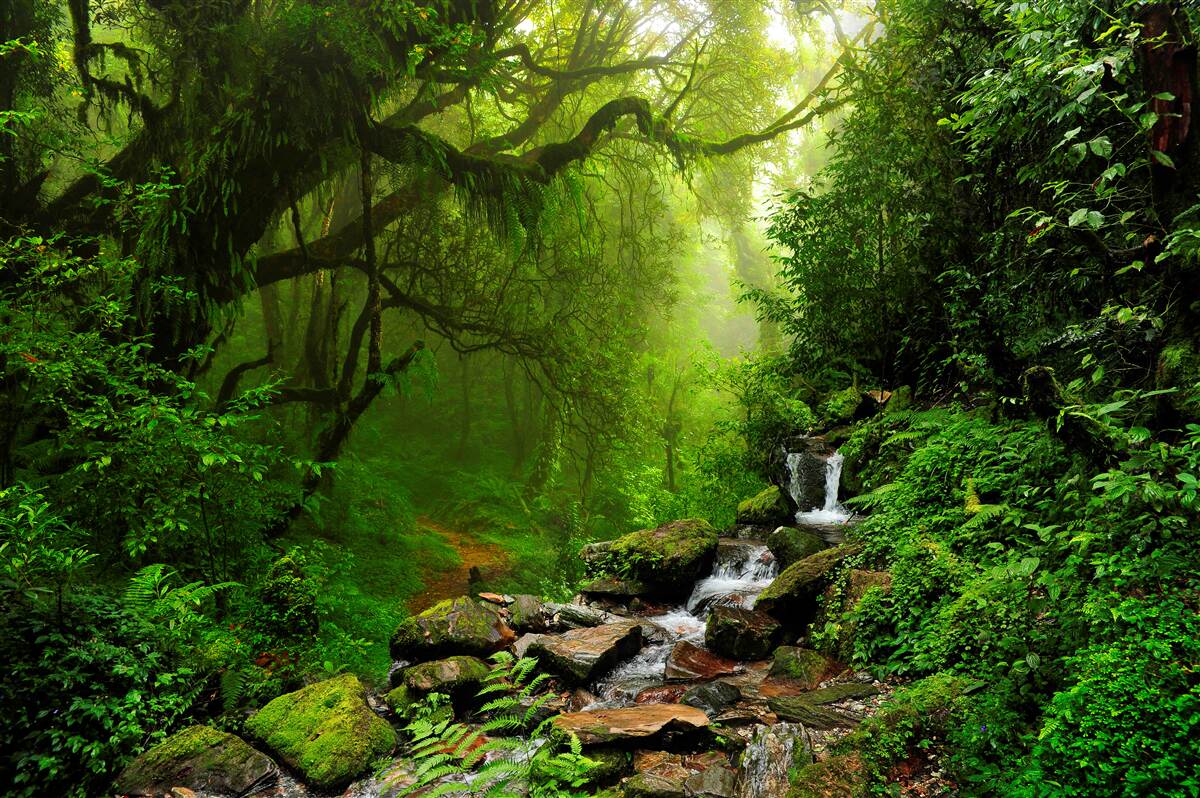 Fotobehang waterval in het bos