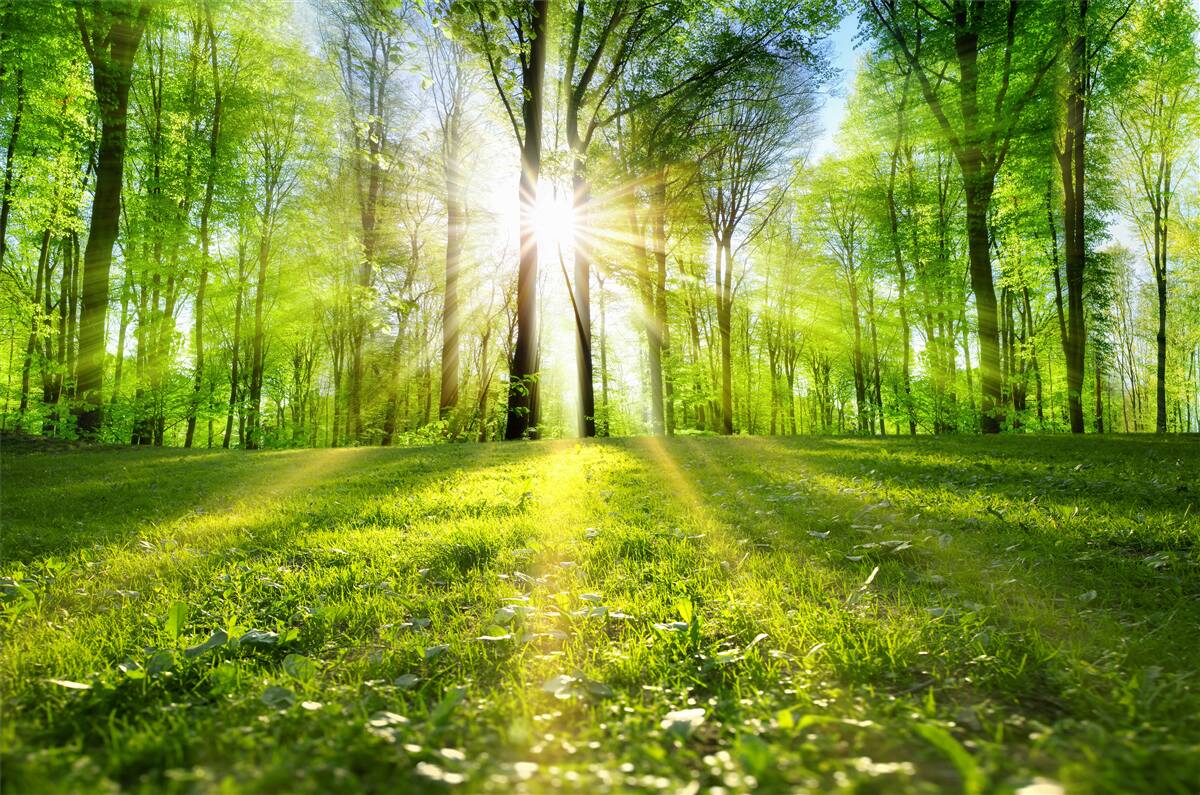 Fotobehang zonnestralen door de bomen