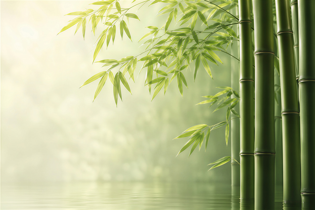 Fotobehang jonge groene bamboescheuten