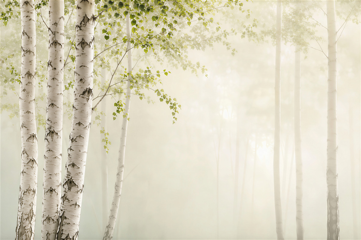 Fotobehang slanke groene berken