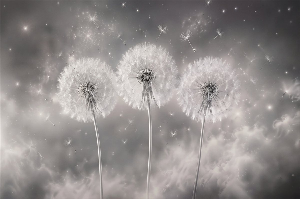 Fotobehang heldere paardenbloemen in zilveren mist