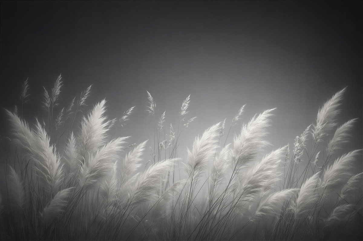 Fotobehang zilveren grassen in de mist