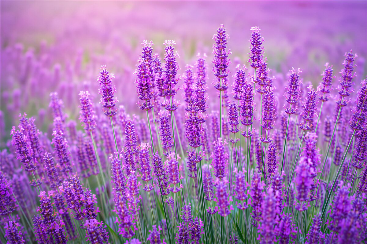 Fotobehang lavendel bloemenveld