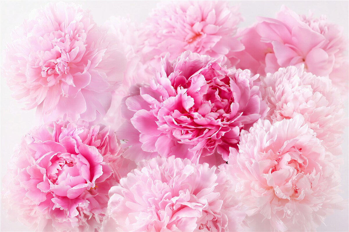 Fotobehang schattige roze pioenen