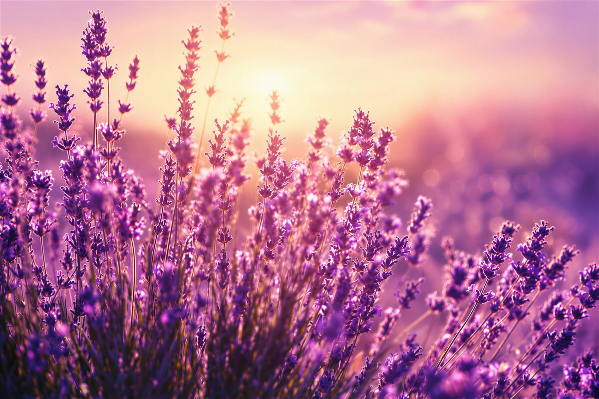 Fotobehang lavendel bloemen bij zonsopgang