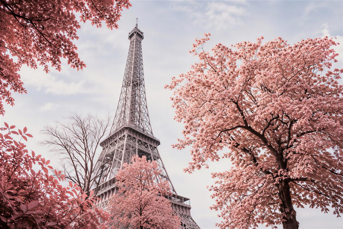 Fotobehang kersenbloesems voor de Eiffeltoren
