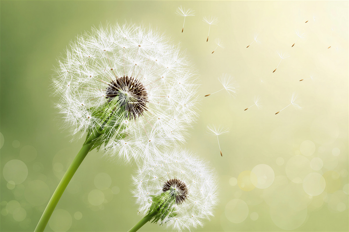 Fotobehang witte paardenbloem in de lucht