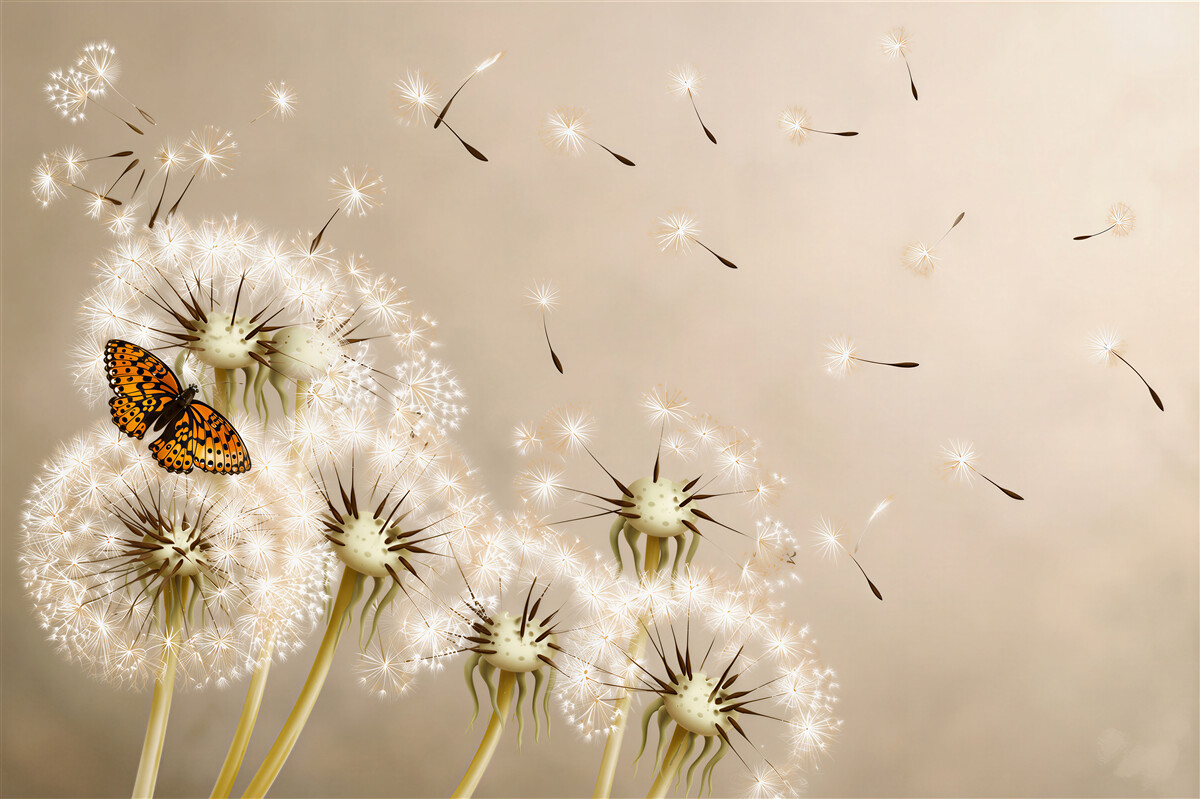 Fotobehang vlinder op delicate paardenbloemen