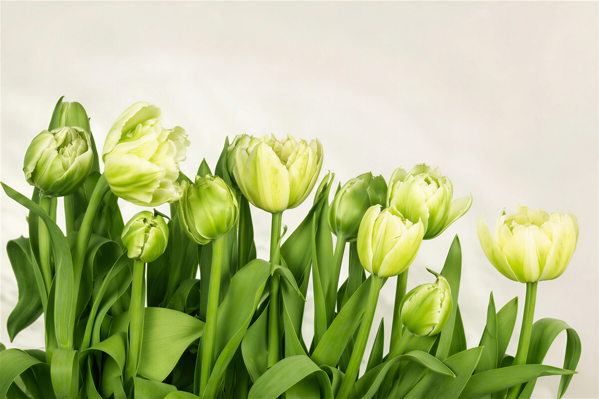 Fotobehang boeket van open en halfopen tulpen