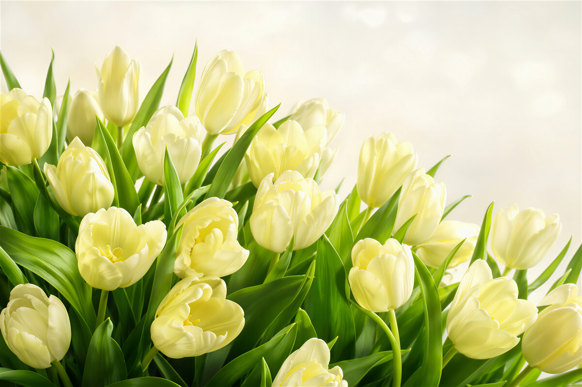 Fotobehang gele tulpen met groen