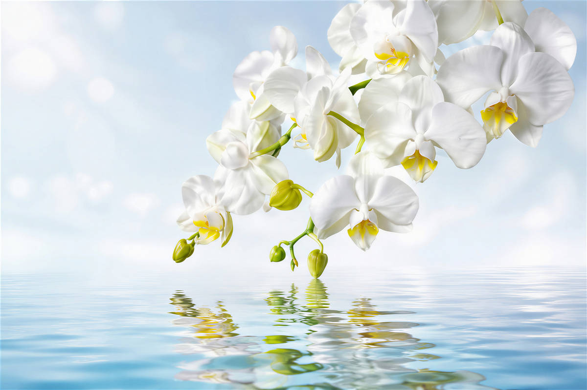 Fotobehang tak van een witte orchidee bij rustig water