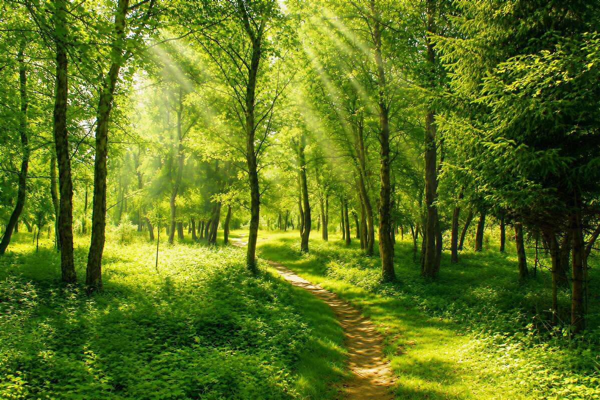 Fotobehang zonnestralen die een dichte, jonge bos doorkruisen
