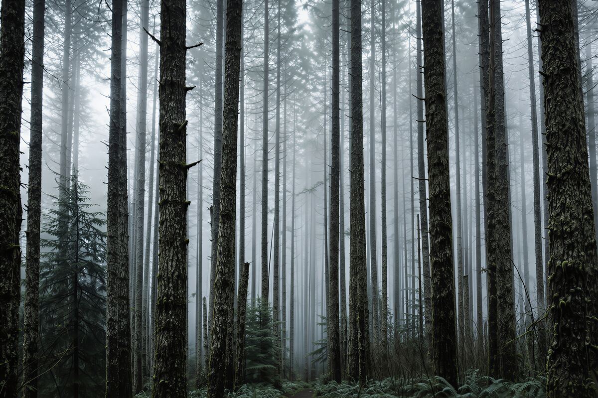 Fotobehang mystiek dennenbos in de mist heldere natuurlijke landschap