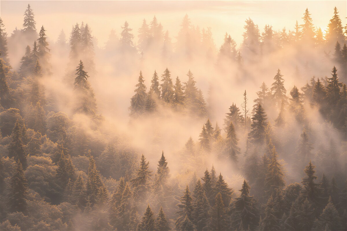Fotobehang dichte mist op de bomen